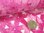 Viskosejersey "Tie Dye Laser Cut" SU8234-017 Pink