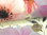 Musselindruck floral digital 928005-21 Creme Rosa Grau