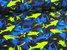 Baumwoll-Stretchjersey Haie 7874.105 Schwarz Blau Neongrün
