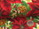 Kaufman "Woodland Splendour" floral 5524/1 Creme Rot Grün